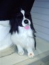 Cute dog