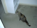 Sushi checks out the wardrobe