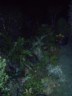The plants