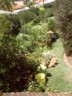 The front garden with plants