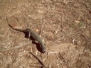 An unexpected guest that liked my foot