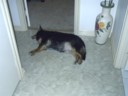 Dead dog
