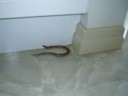 A legless lizard decides it wants to be an indoor reptile