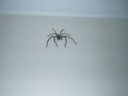 Kewl friend comes to say hi