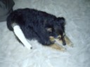 Aww, poor Oscar had cancer cut out of his leg