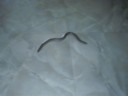 Same legless lizard or new one, i wonder