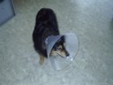 After the bandages come off, Oscar gets a new 70s collar