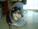 Heya lamp-shade