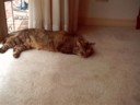 And the cat