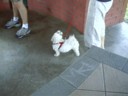 Cute puppy