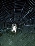 With free spiders