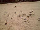 The Birds (tm)
