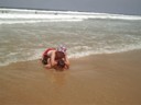 Fatcat and Jess 'hold hands' in the sea