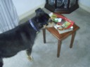 Oscar checks out his gift