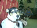Off to Draxy's for gift swapping, and a pic of Gendo, Liz's new puppy
